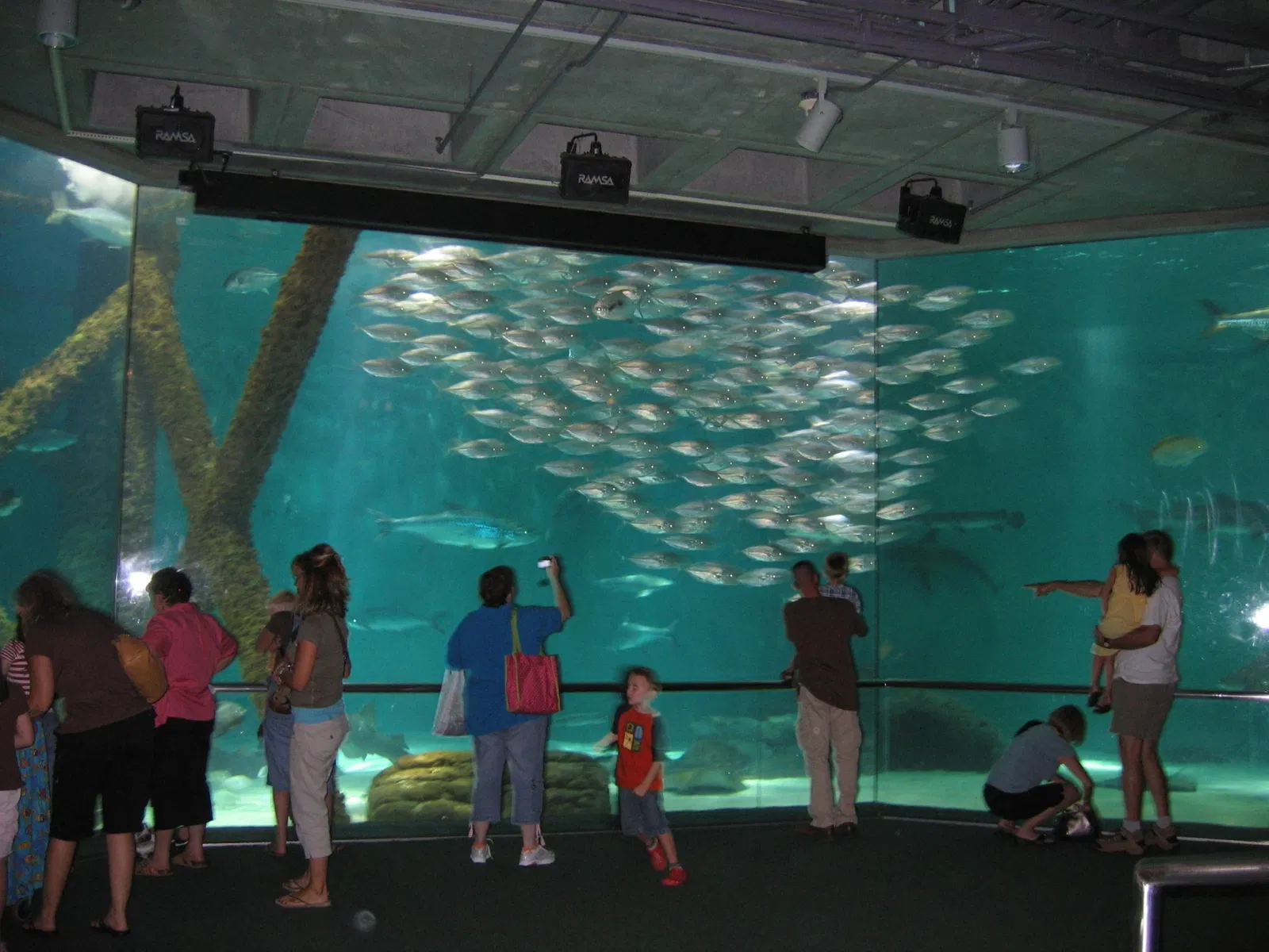 Aquarium of the Americas
