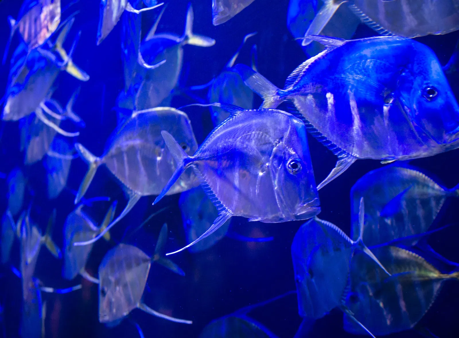 Audubon Aquarium of the Americas