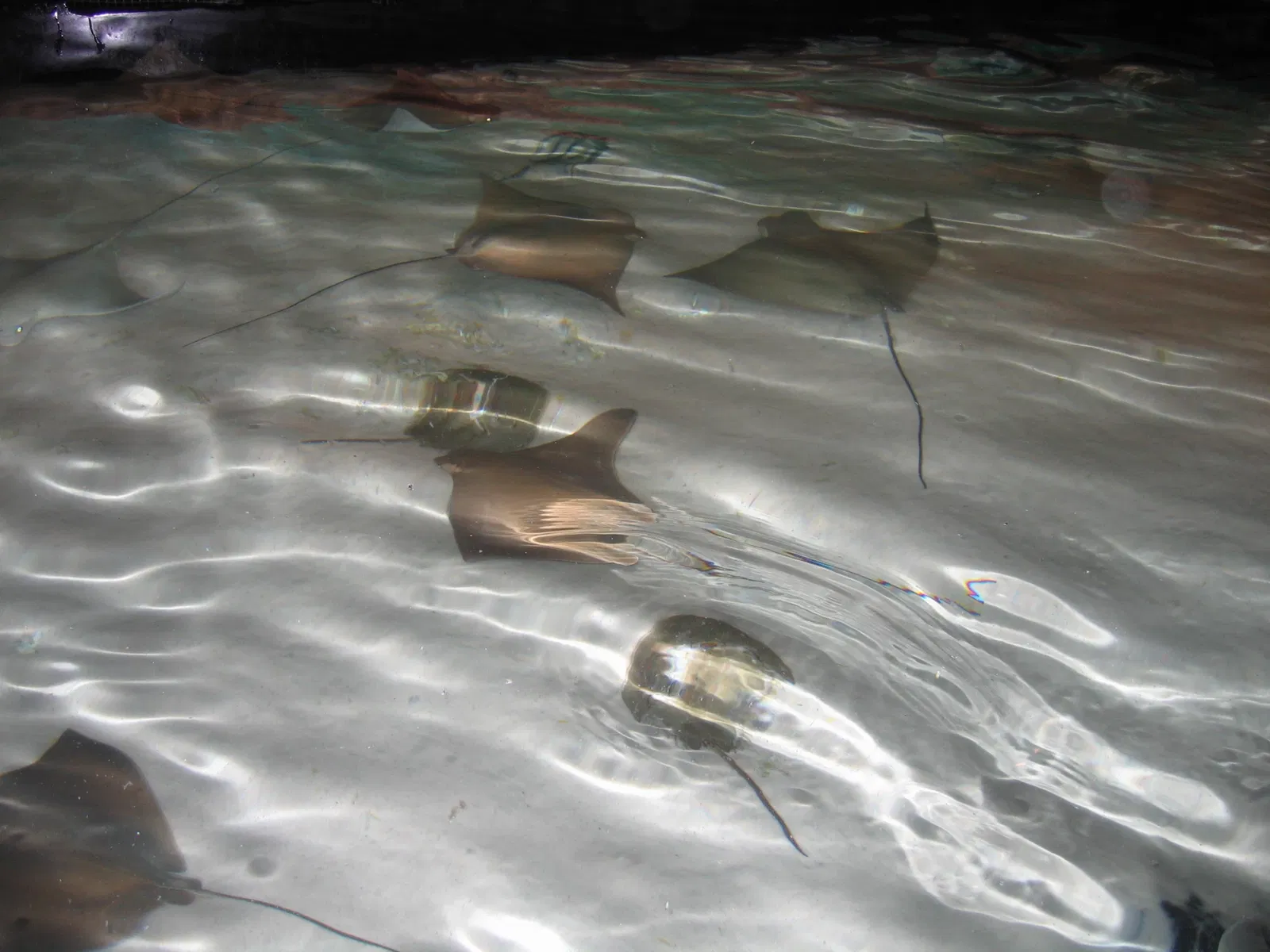 Aquarium of the Americas