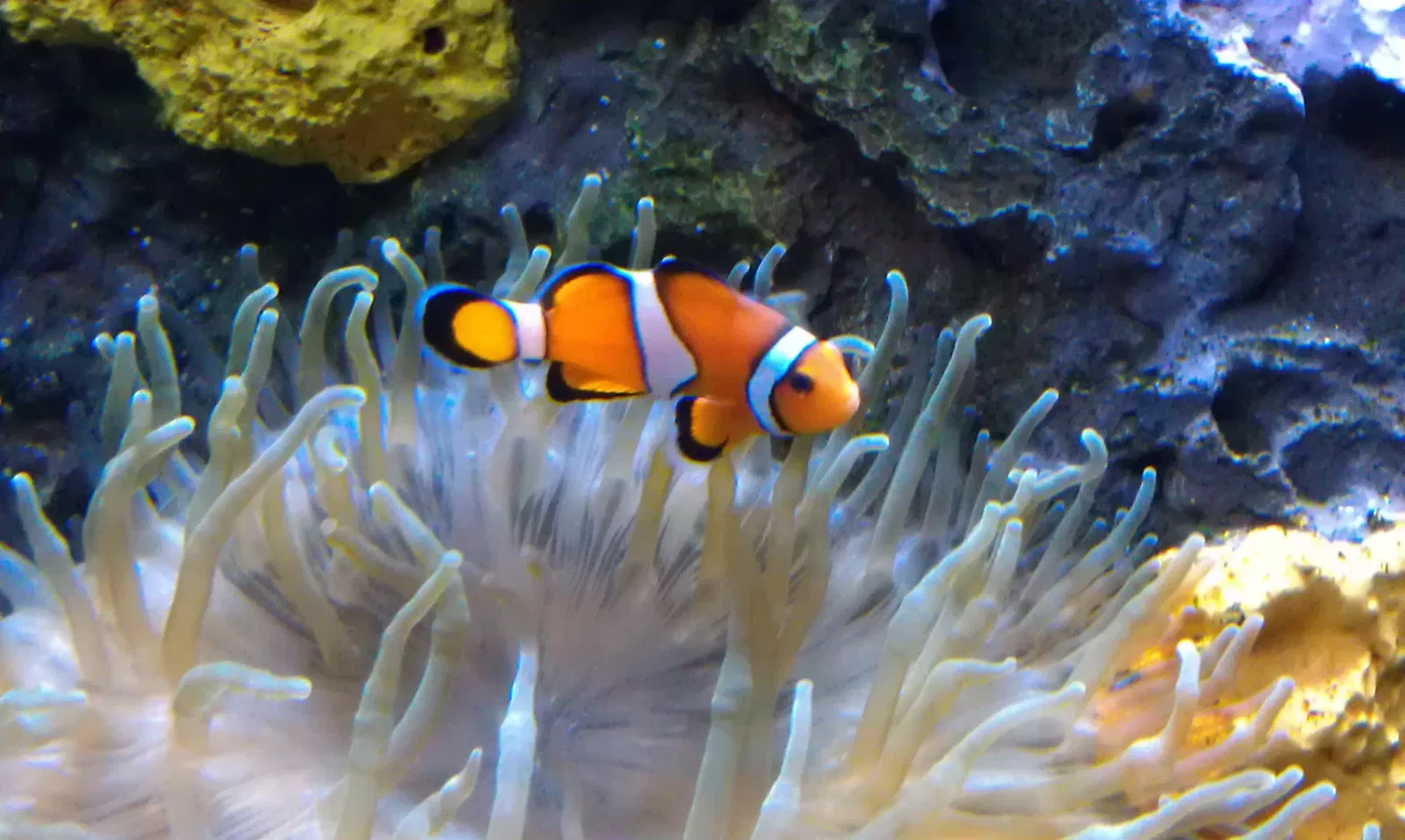 Aquarium of the Americas