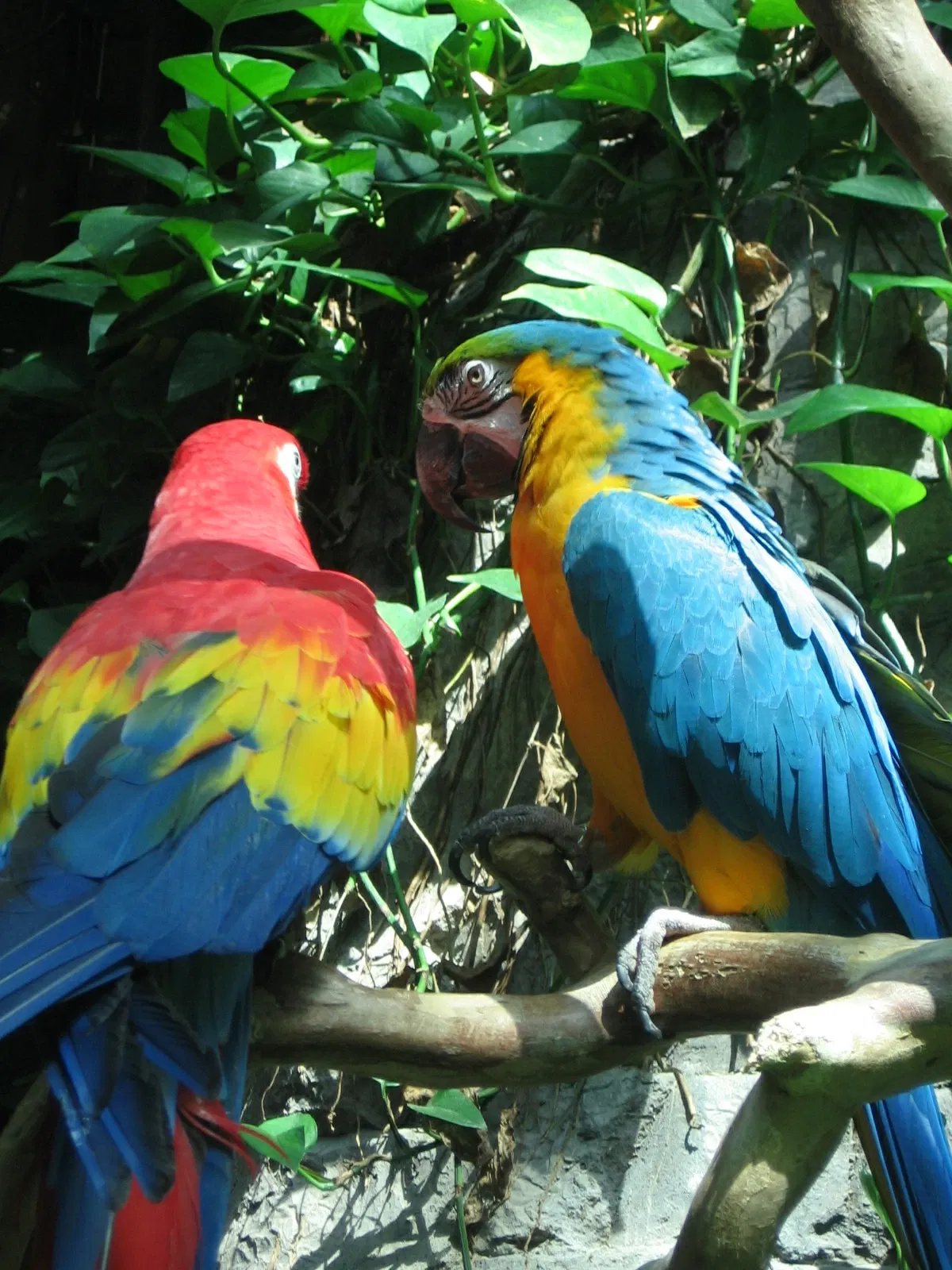 Aquarium of the Americas