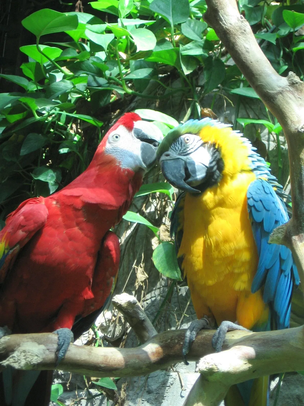 Audubon Aquarium of the Americas