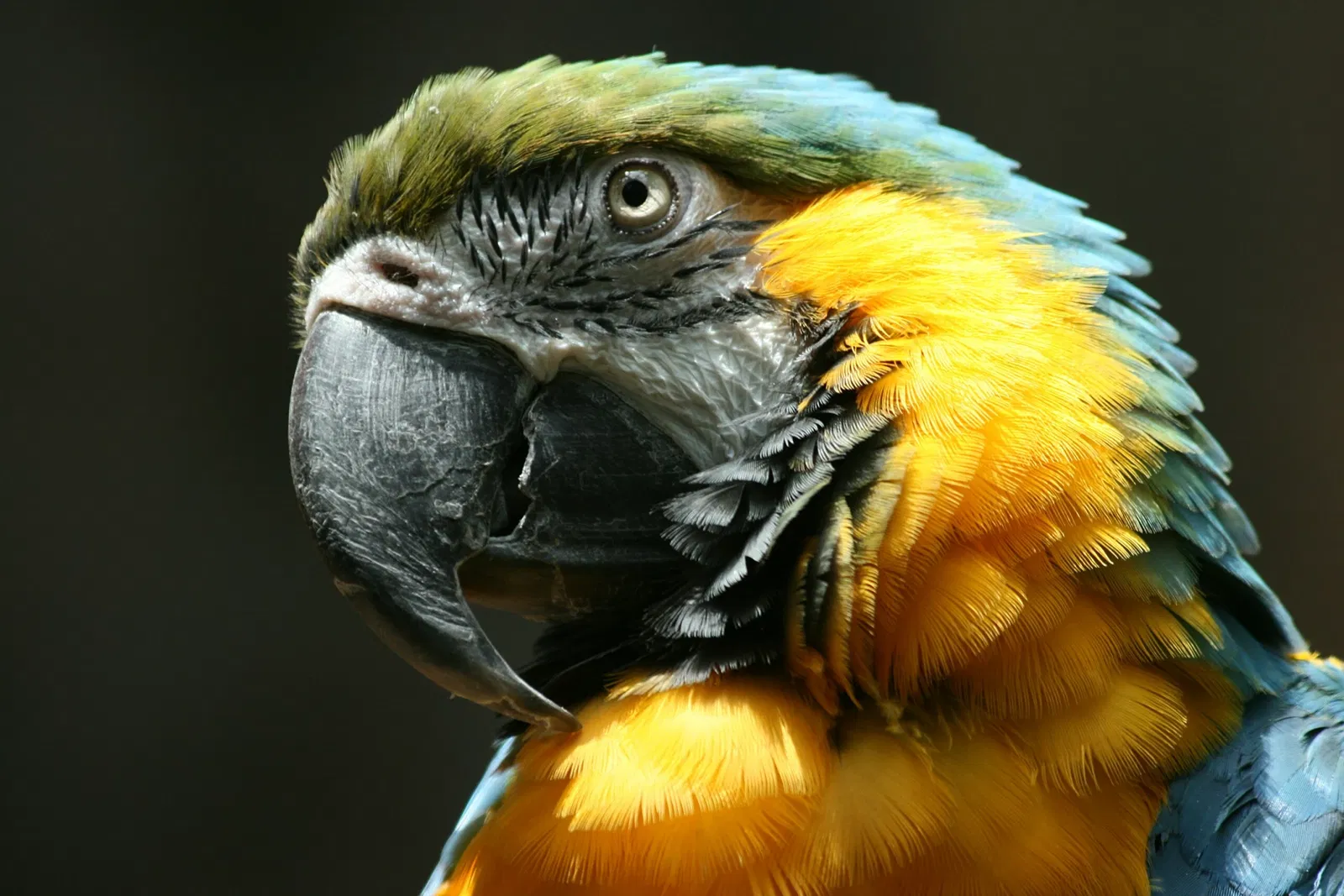 Audubon Aquarium of the Americas