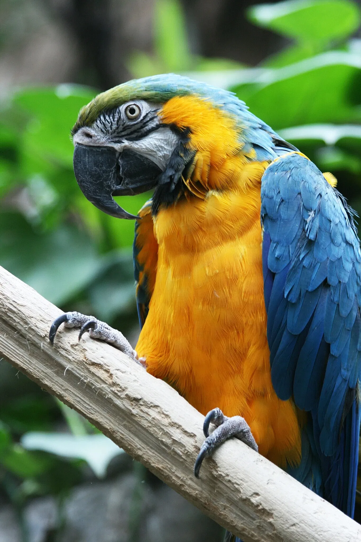 Audubon Aquarium of the Americas