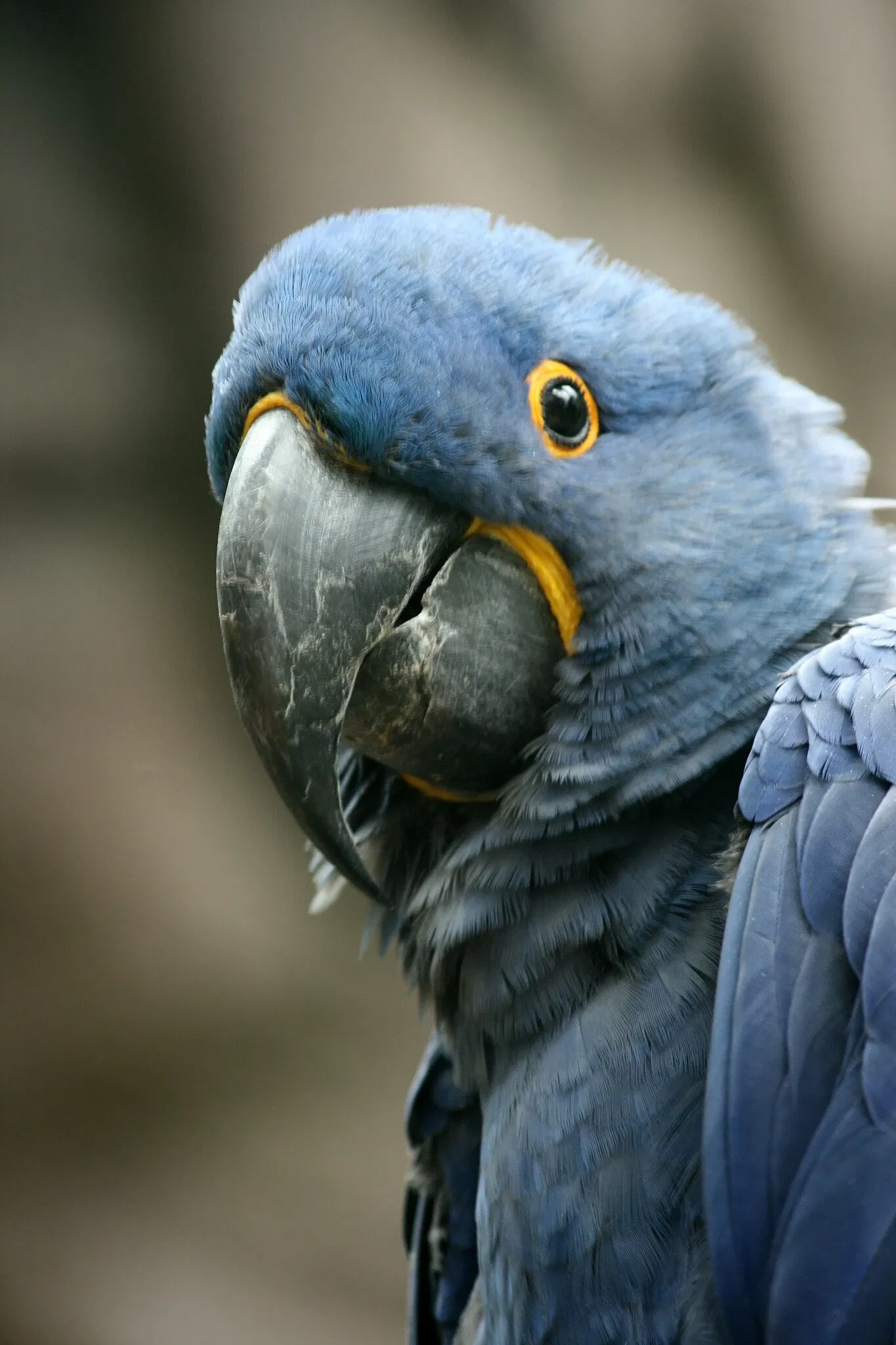Aquarium of the Americas