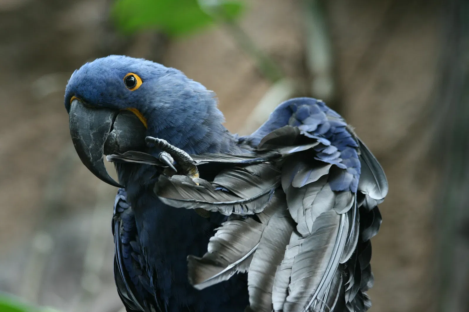 Aquarium of the Americas