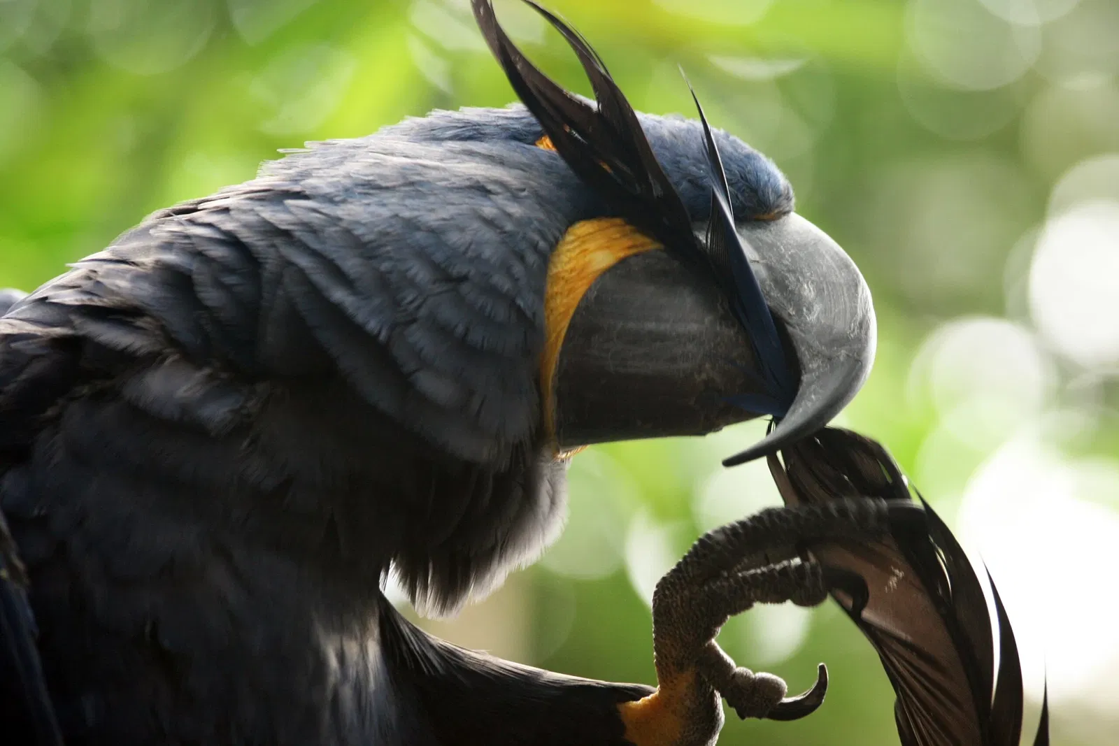 Aquarium of the Americas