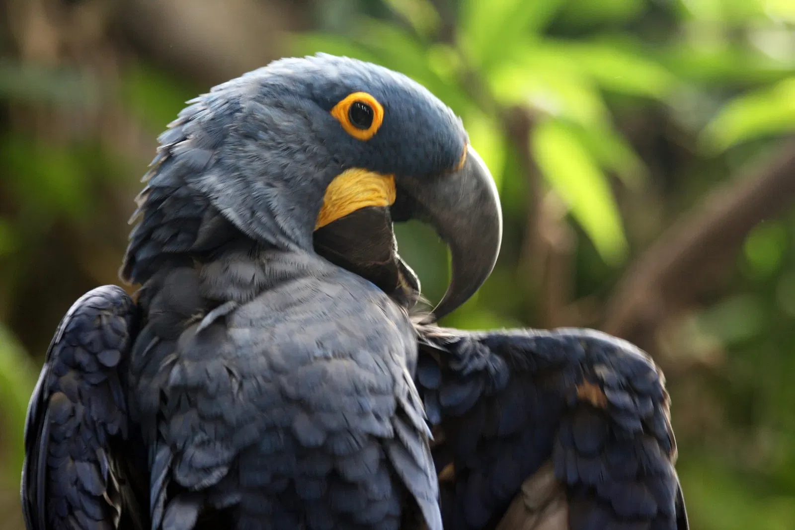 Audubon Aquarium of the Americas