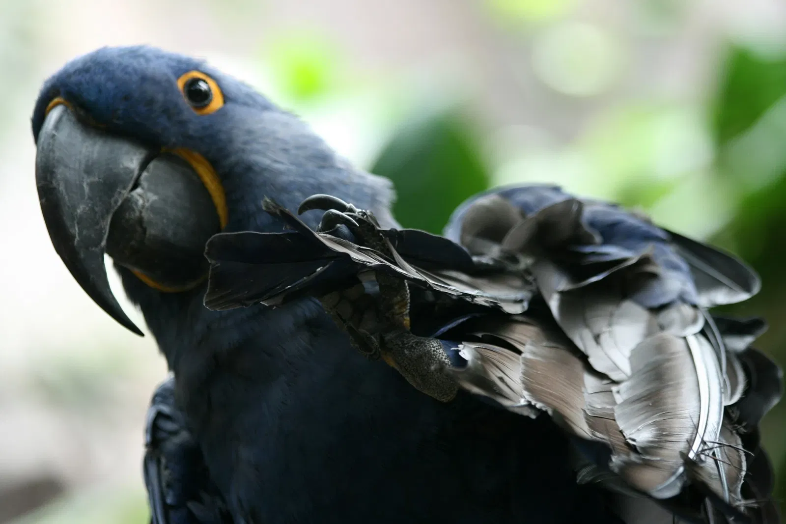 Audubon Aquarium of the Americas
