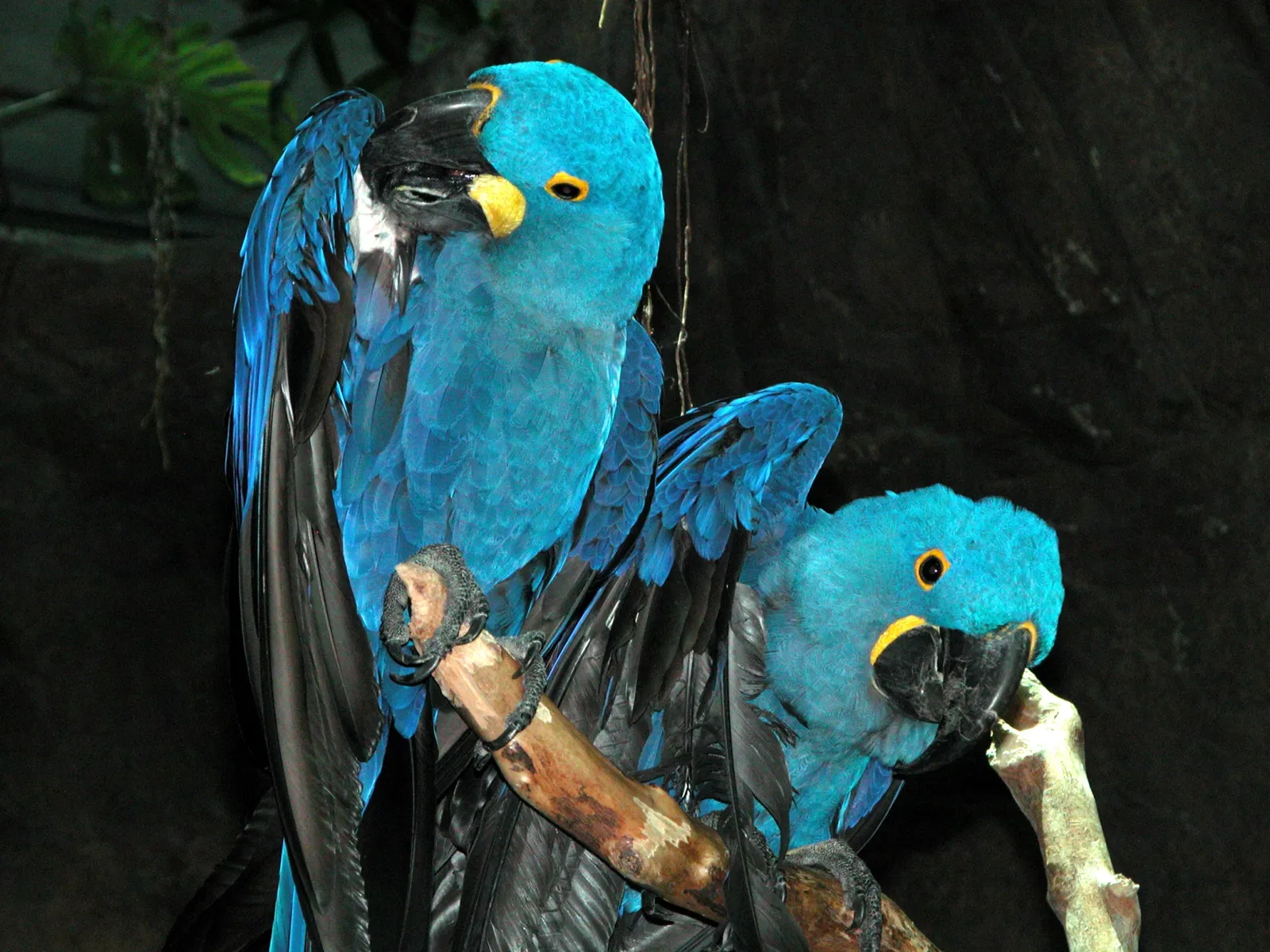 Aquarium of the Americas