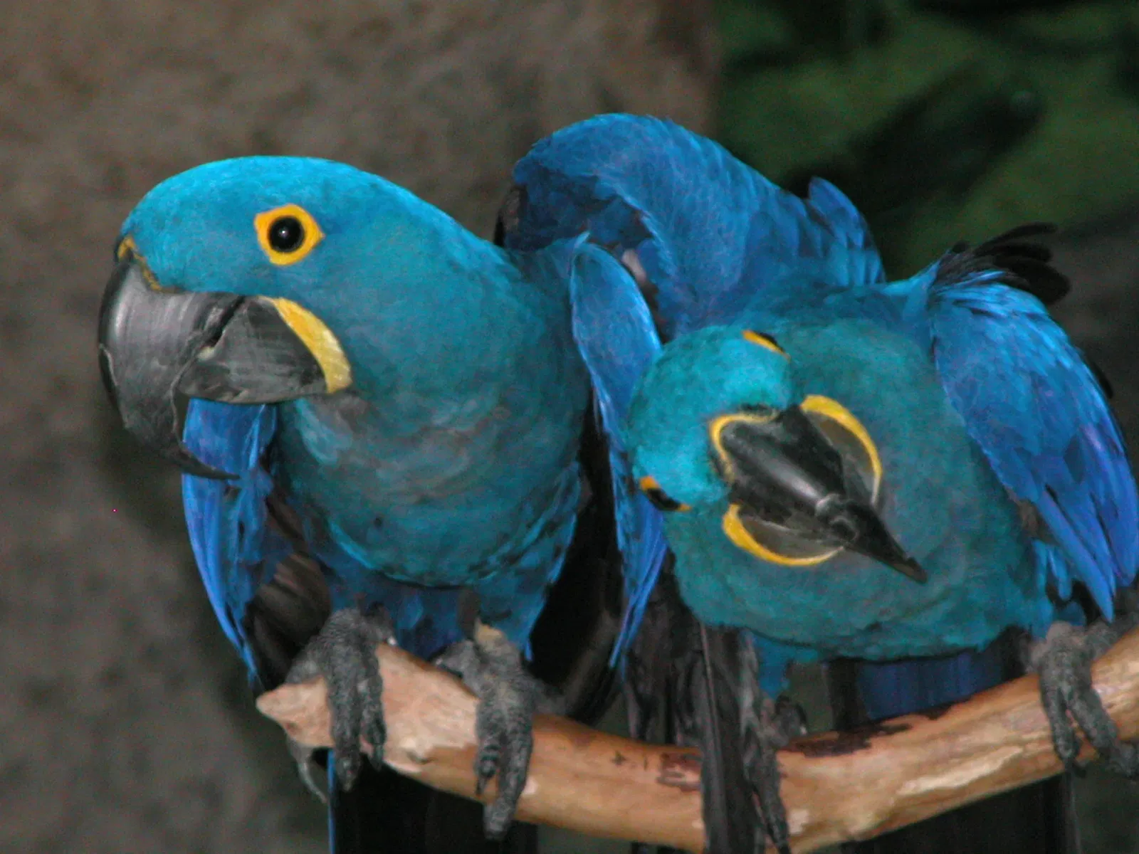 Audubon Aquarium of the Americas