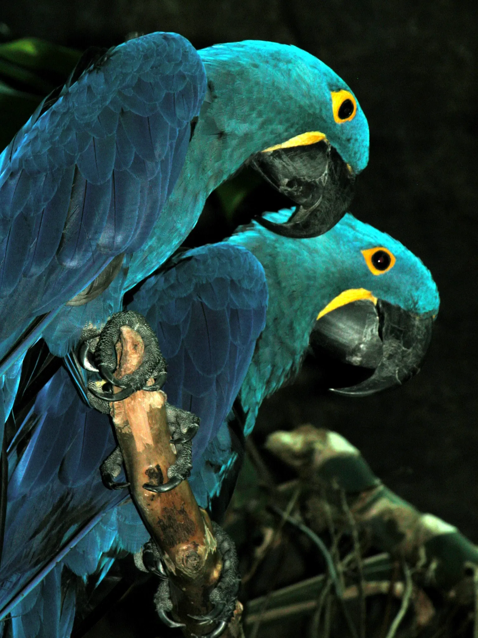 Aquarium of the Americas