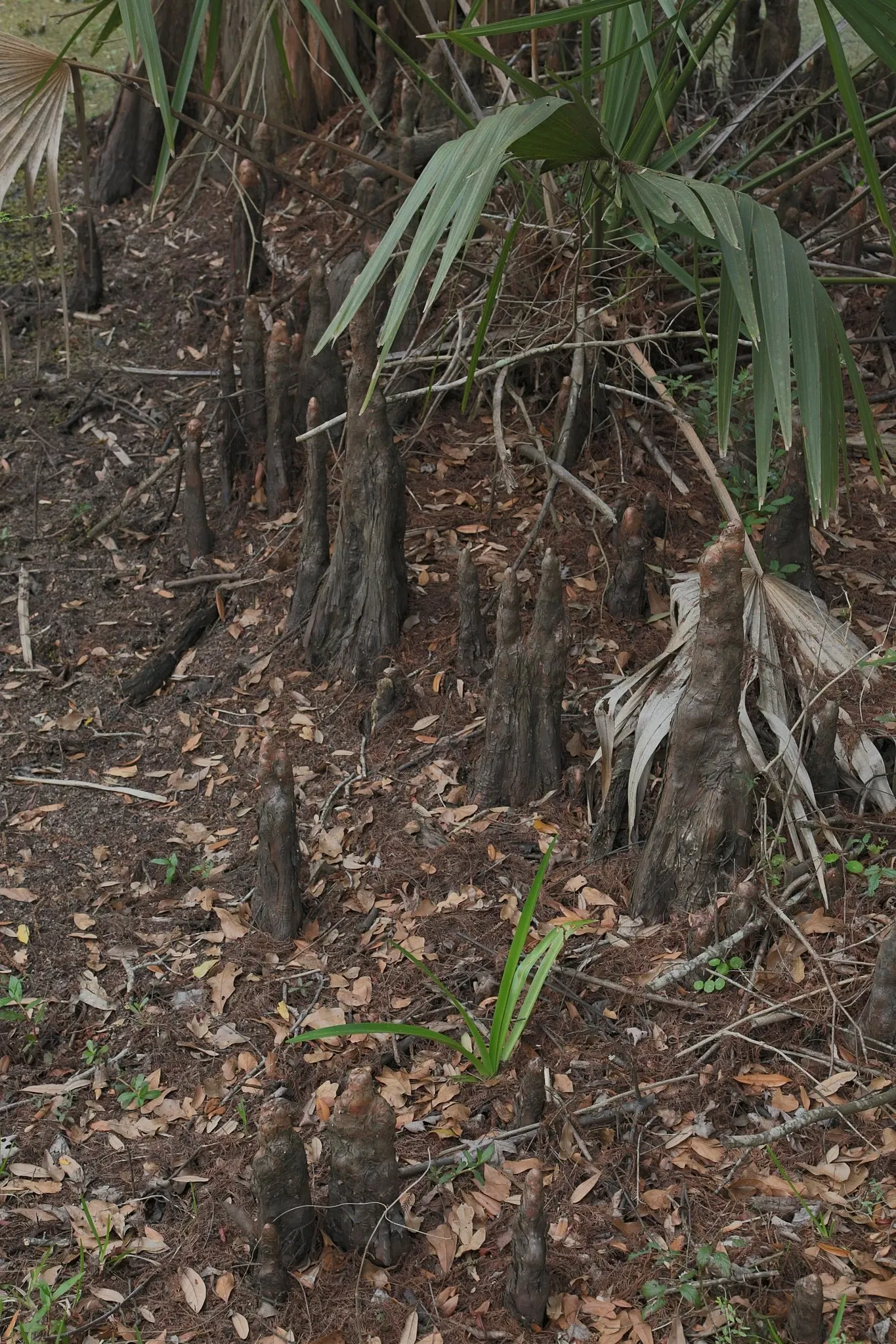 Jean Lafitte National Historical Park and Preserve