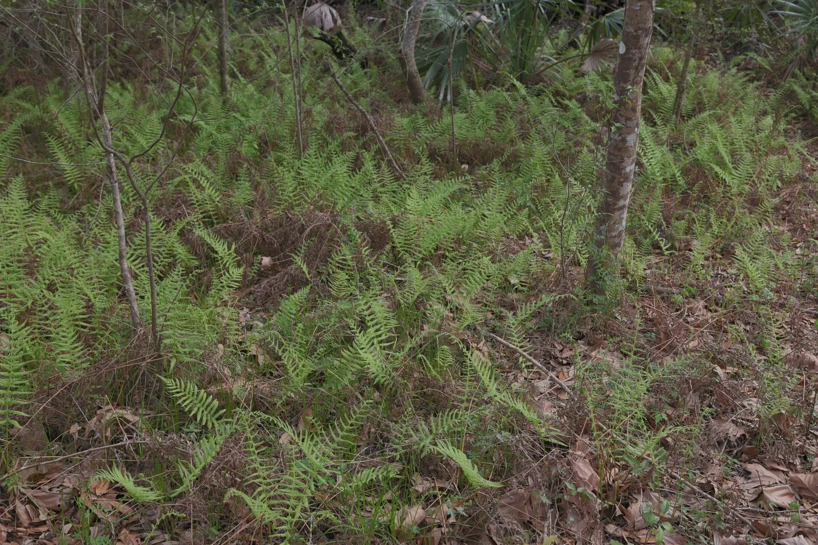Parc historique national et réserve Jean Lafitte
