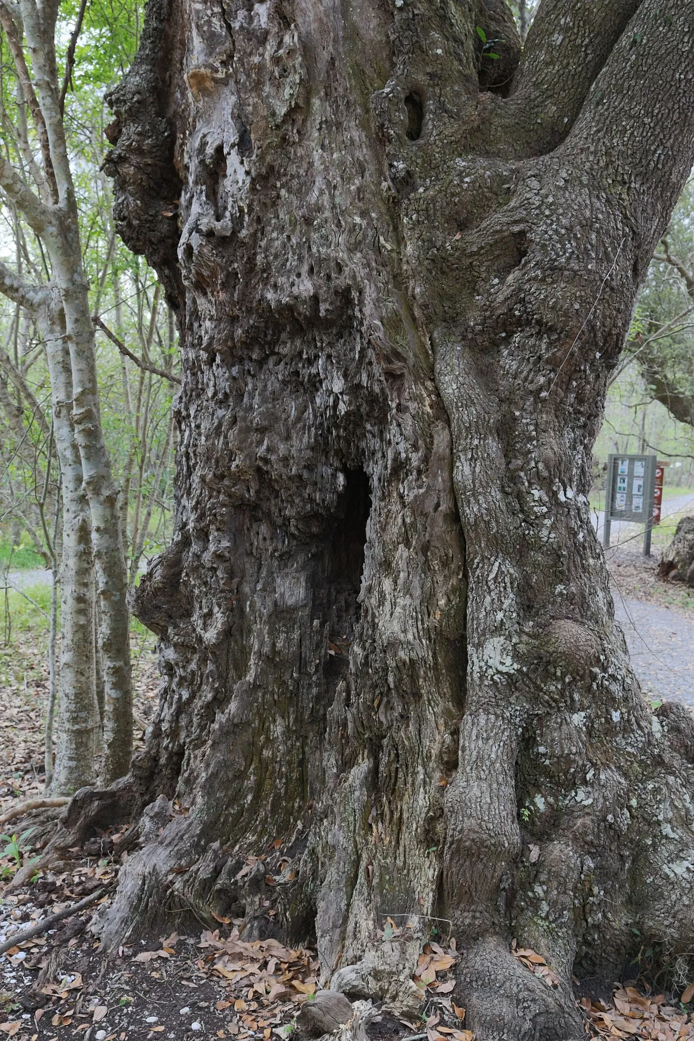 Jean Lafitte National Historical Park and Preserve
