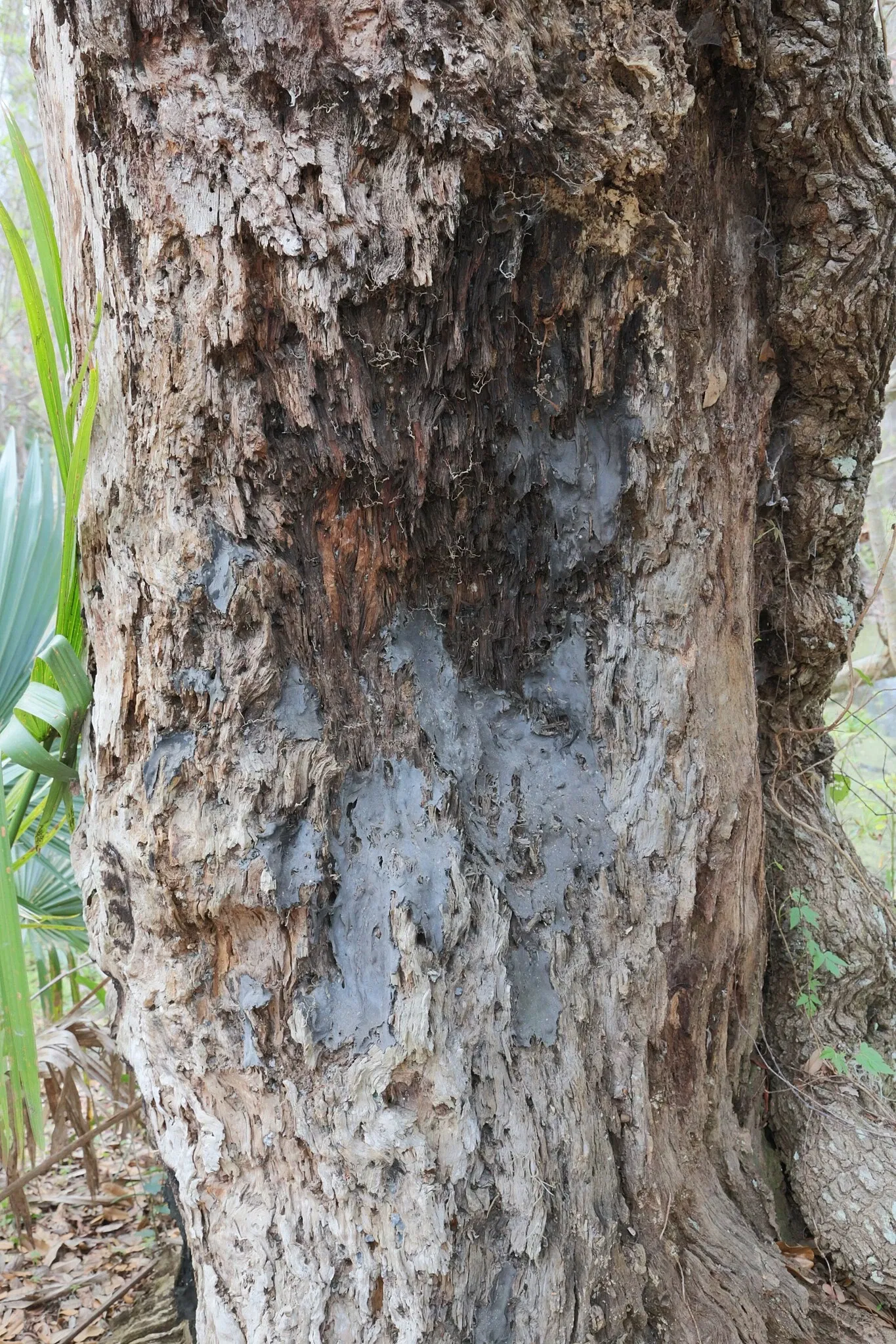 Parc historique national et réserve Jean Lafitte