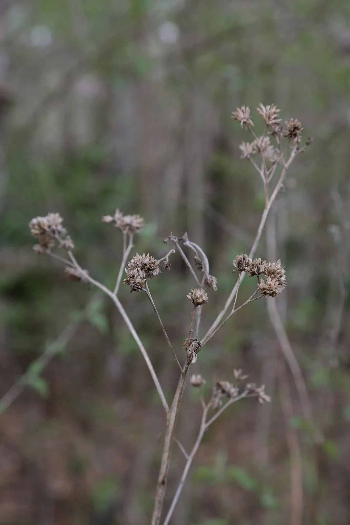 Parc historique national et réserve Jean Lafitte