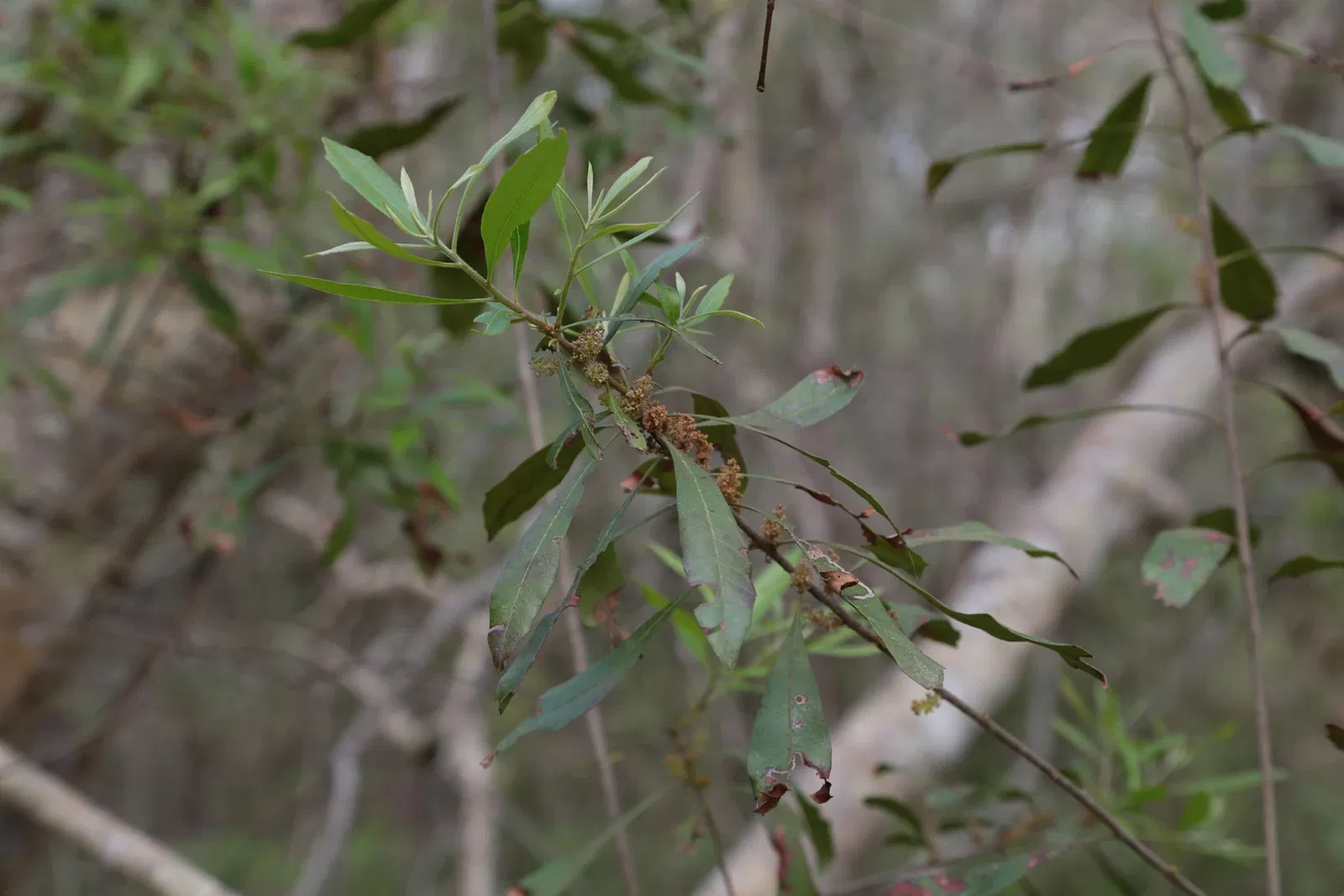Jean Lafitte National Historical Park and Preserve