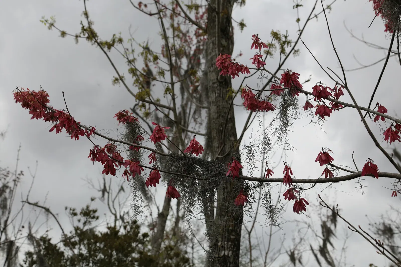 Jean Lafitte National Historical Park and Preserve
