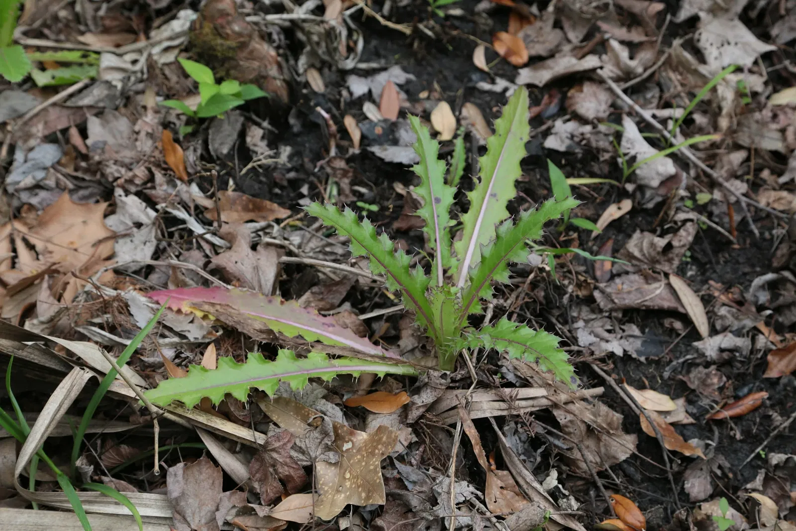 Jean Lafitte National Historical Park and Preserve