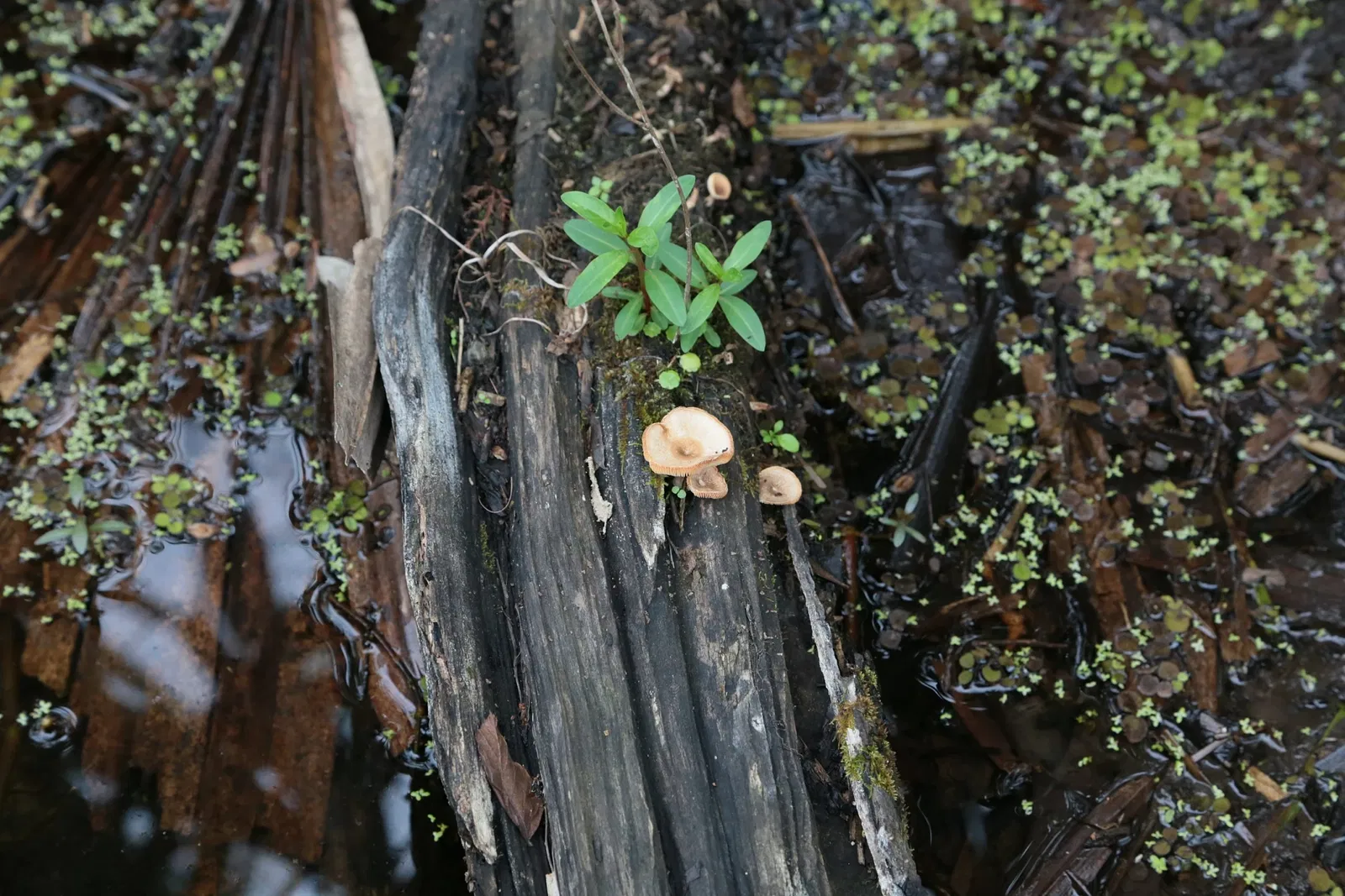 Jean Lafitte National Historical Park and Preserve