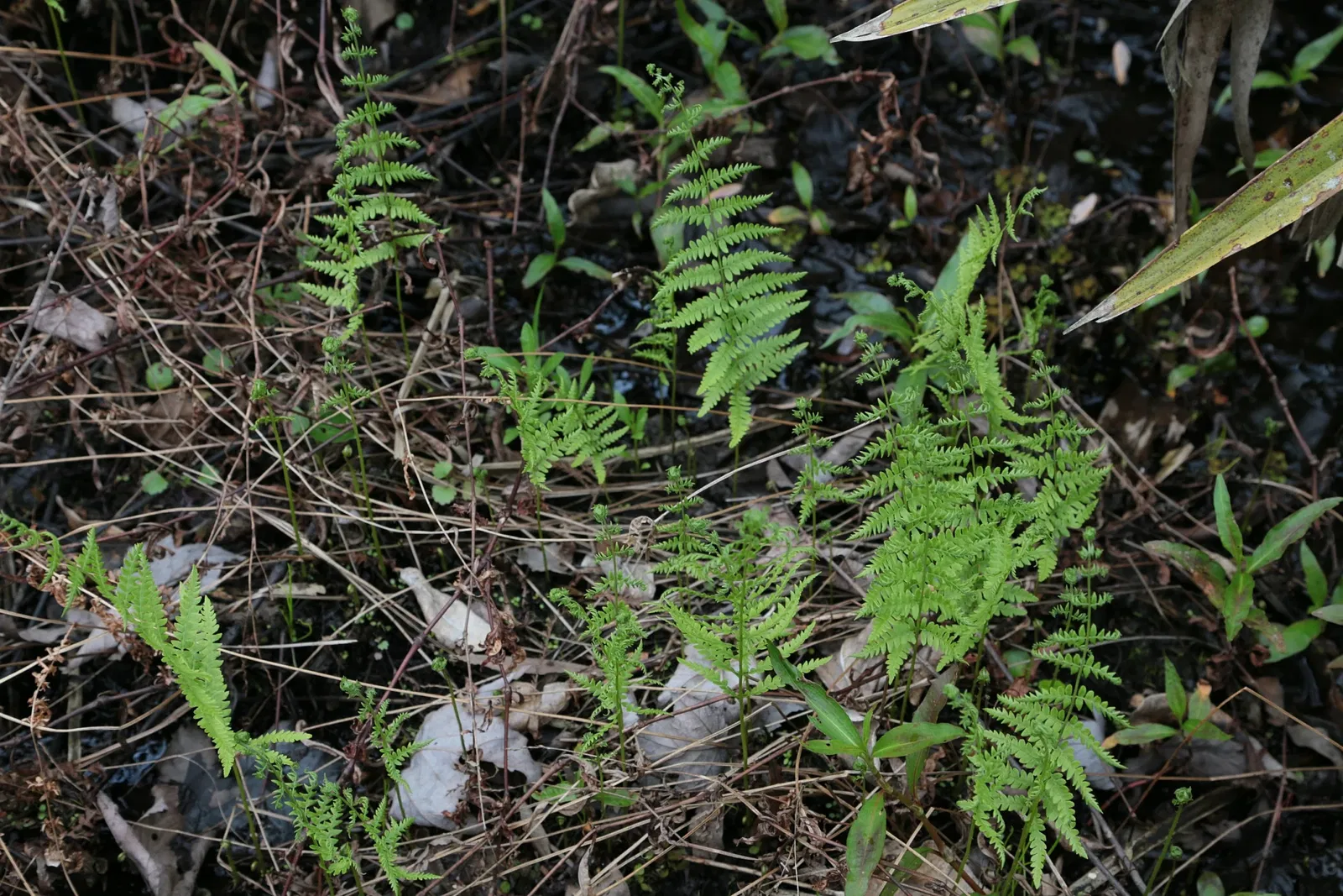 Parc historique national et réserve Jean Lafitte