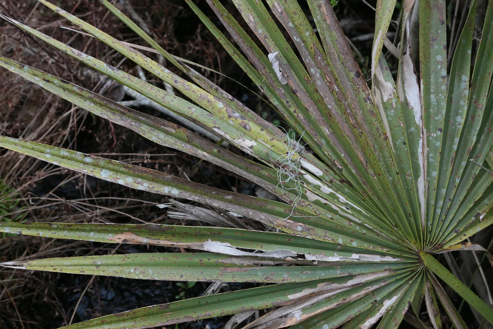 Jean Lafitte National Historical Park and Preserve