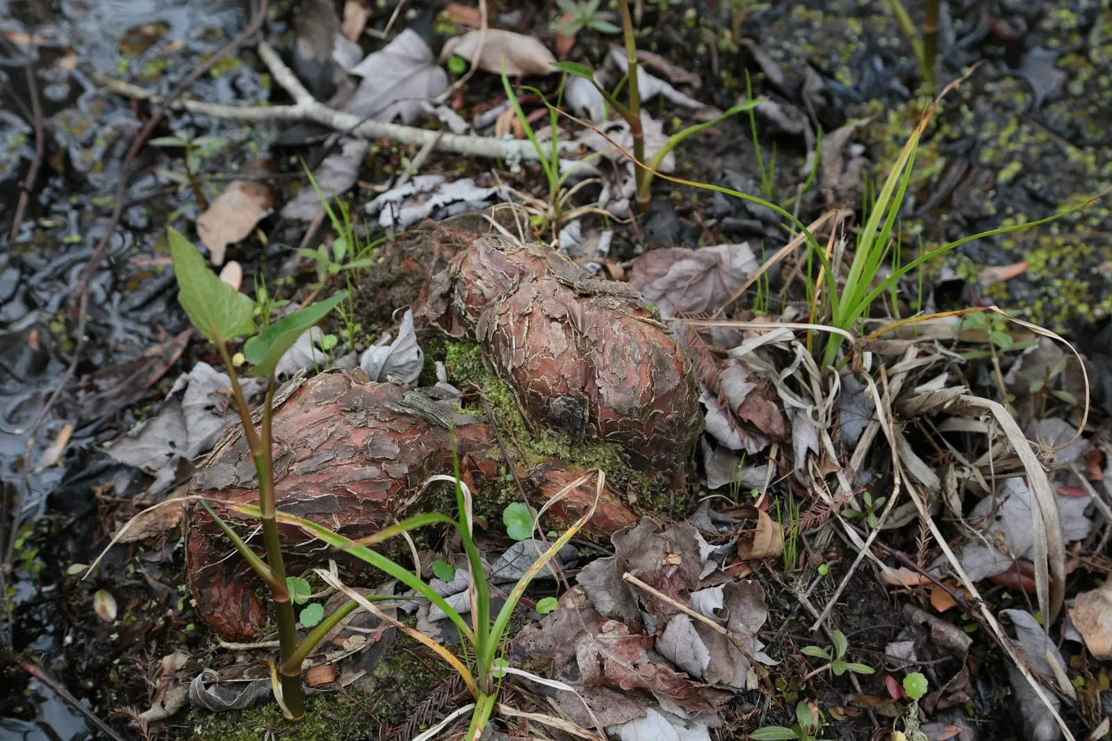 Jean Lafitte National Historical Park and Preserve