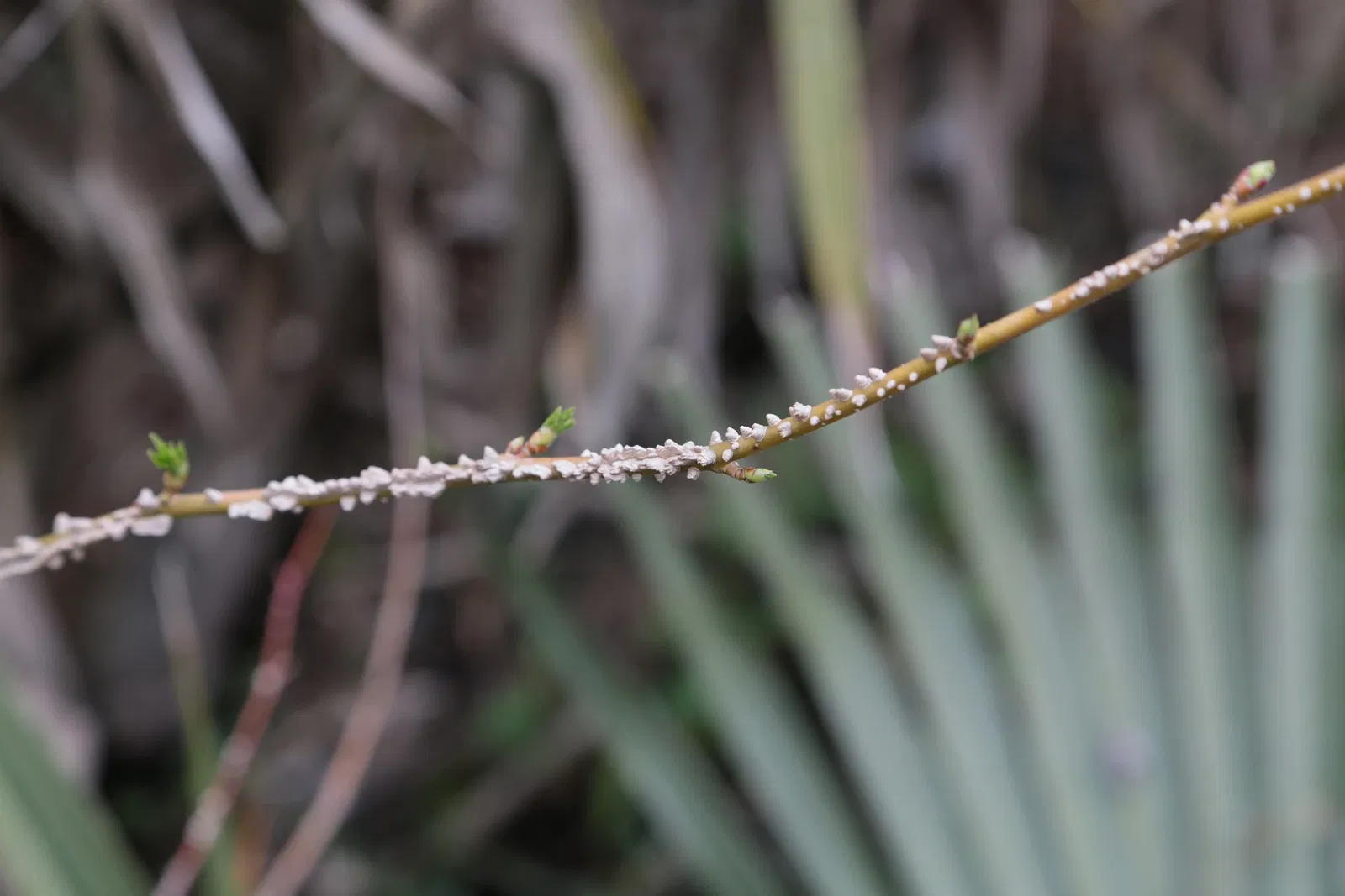 Jean Lafitte National Historical Park and Preserve
