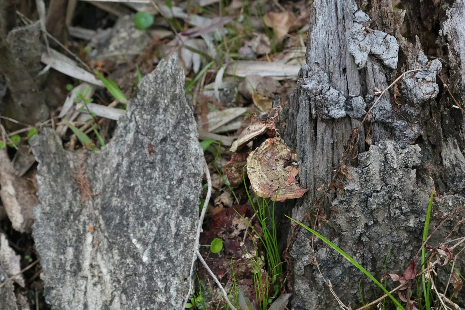 Parc historique national et réserve Jean Lafitte