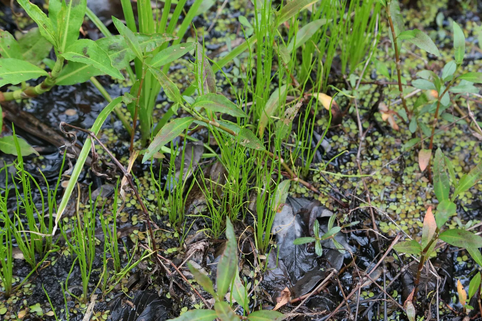 Jean Lafitte National Historical Park and Preserve