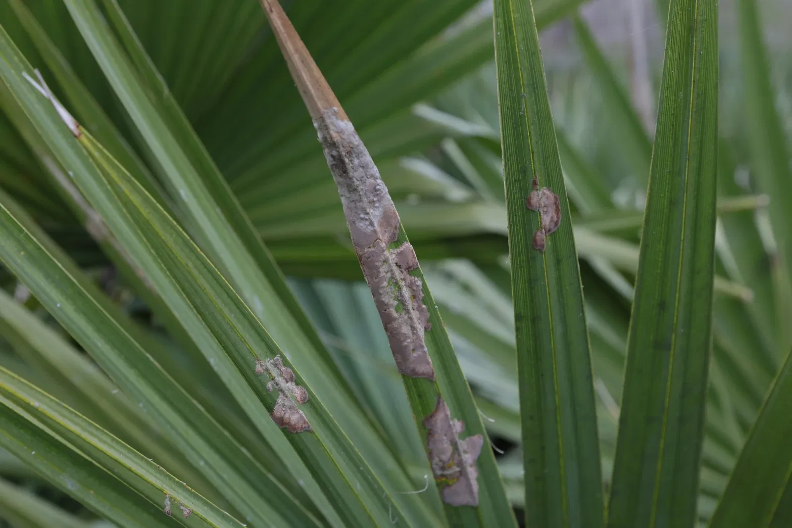 Jean Lafitte National Historical Park and Preserve