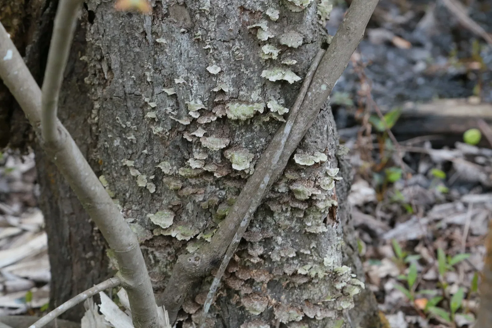 Jean Lafitte National Historical Park and Preserve