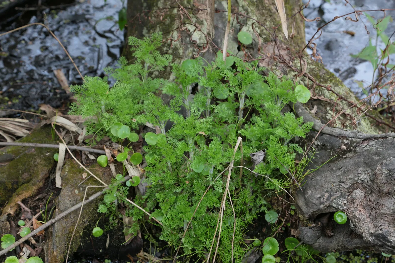 Parc historique national et réserve Jean Lafitte