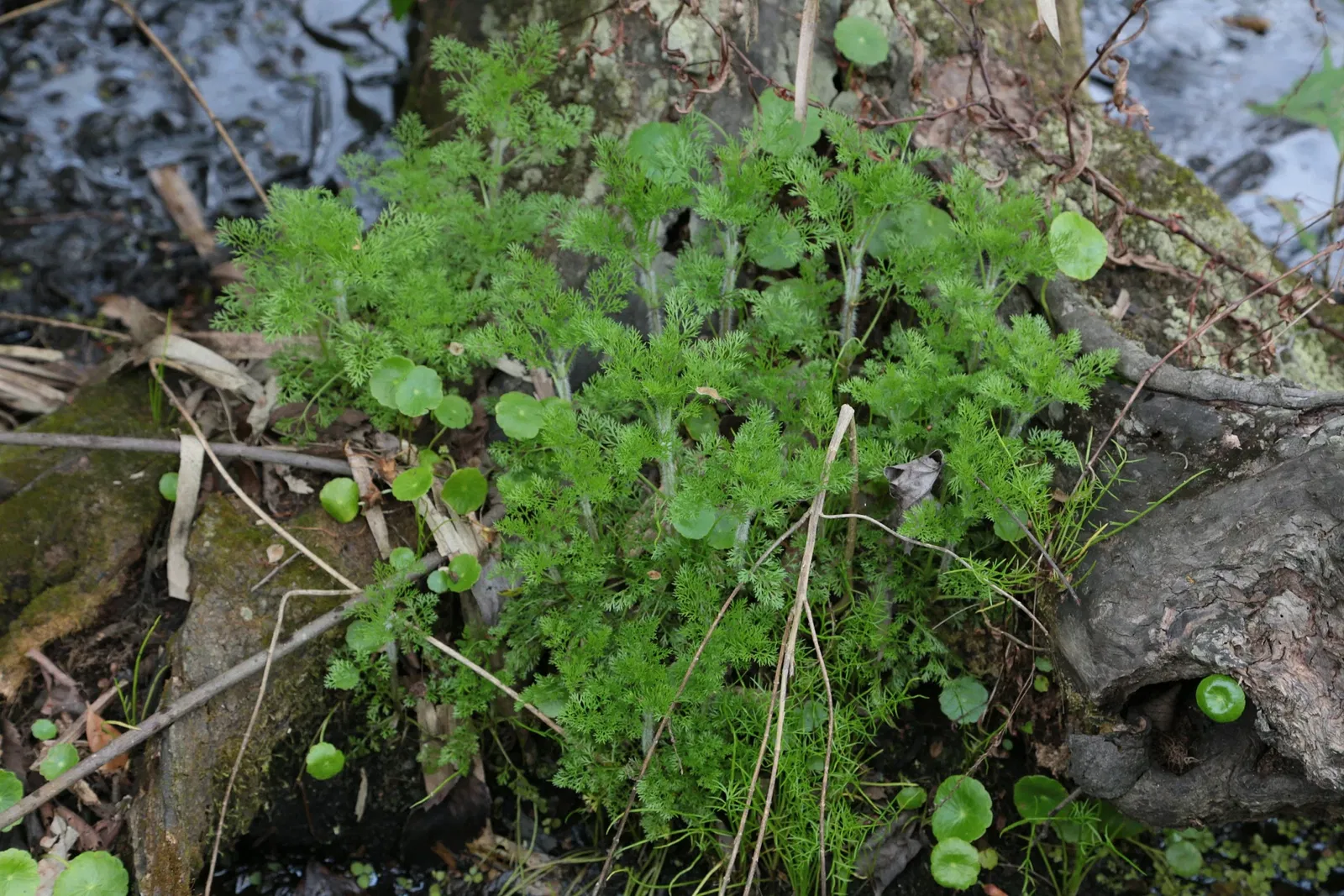 Parc historique national et réserve Jean Lafitte