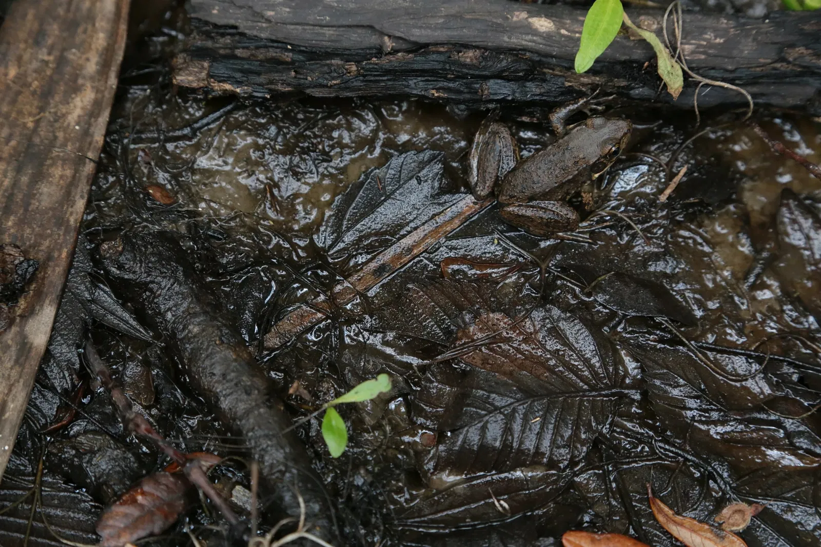 Jean Lafitte National Historical Park and Preserve