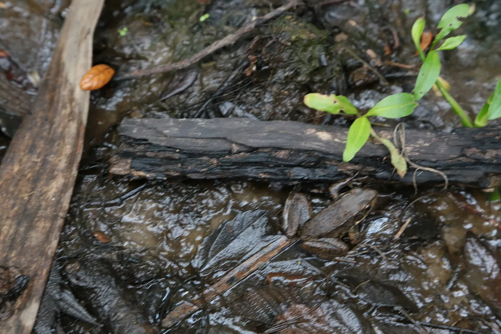 Jean Lafitte National Historical Park and Preserve