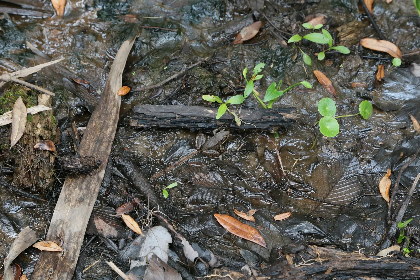 Jean Lafitte National Historical Park and Preserve