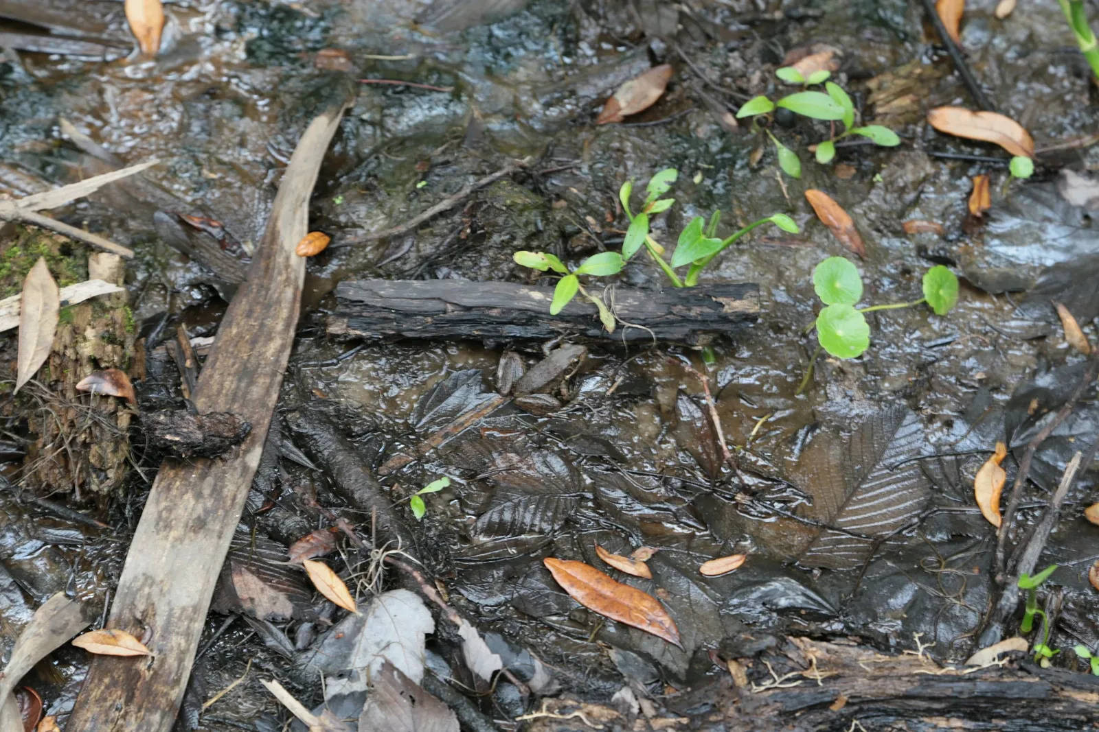 Jean Lafitte National Historical Park and Preserve