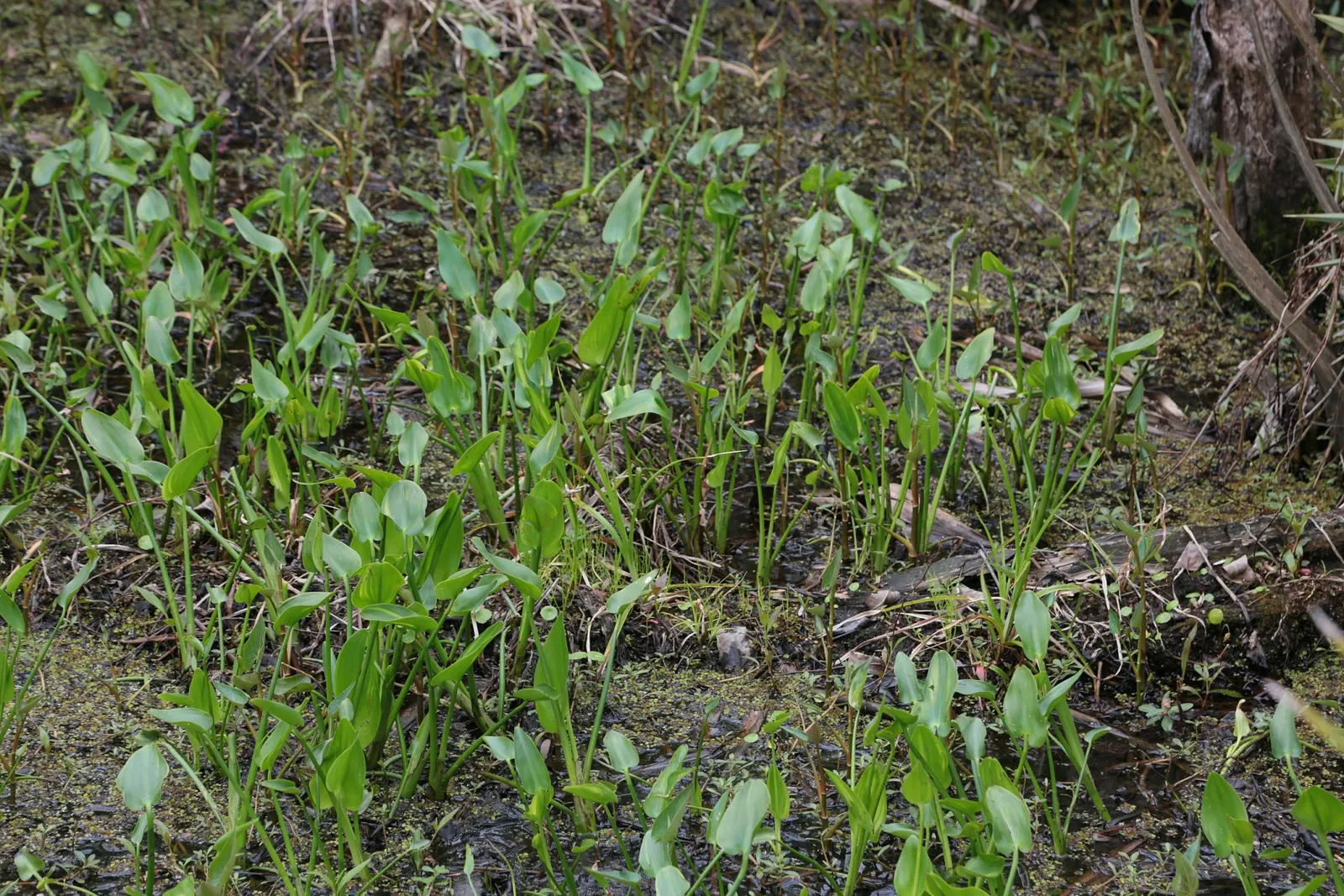 Jean Lafitte National Historical Park and Preserve