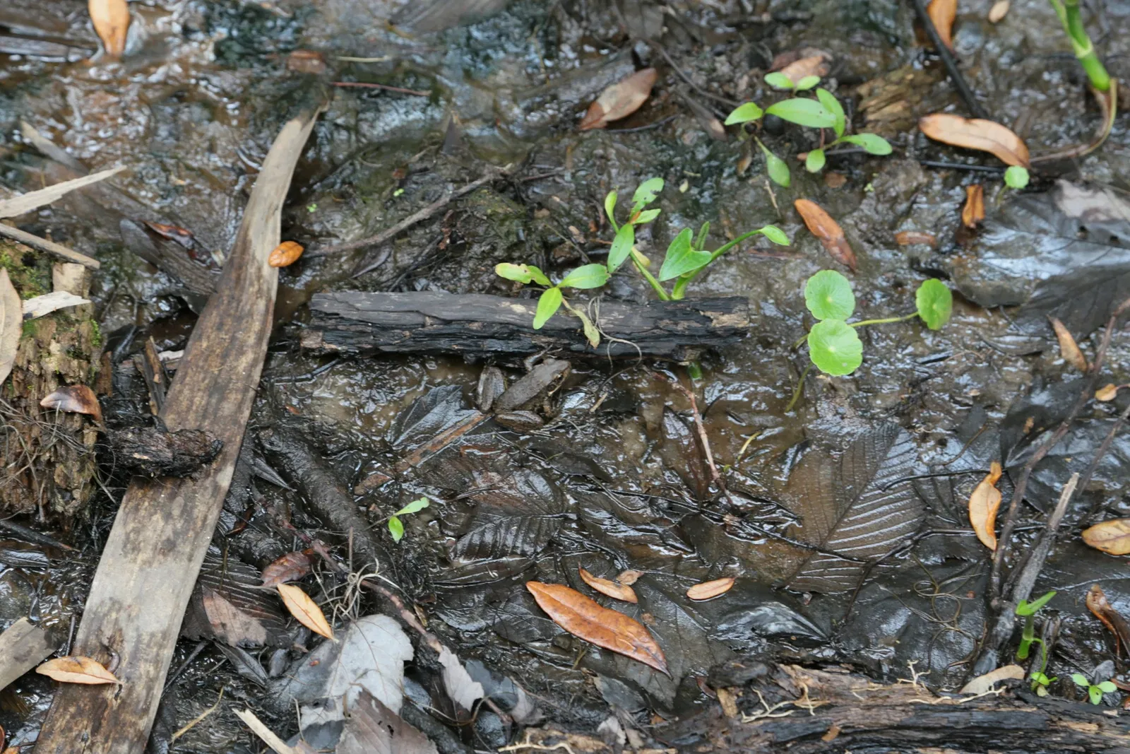 Jean Lafitte National Historical Park and Preserve