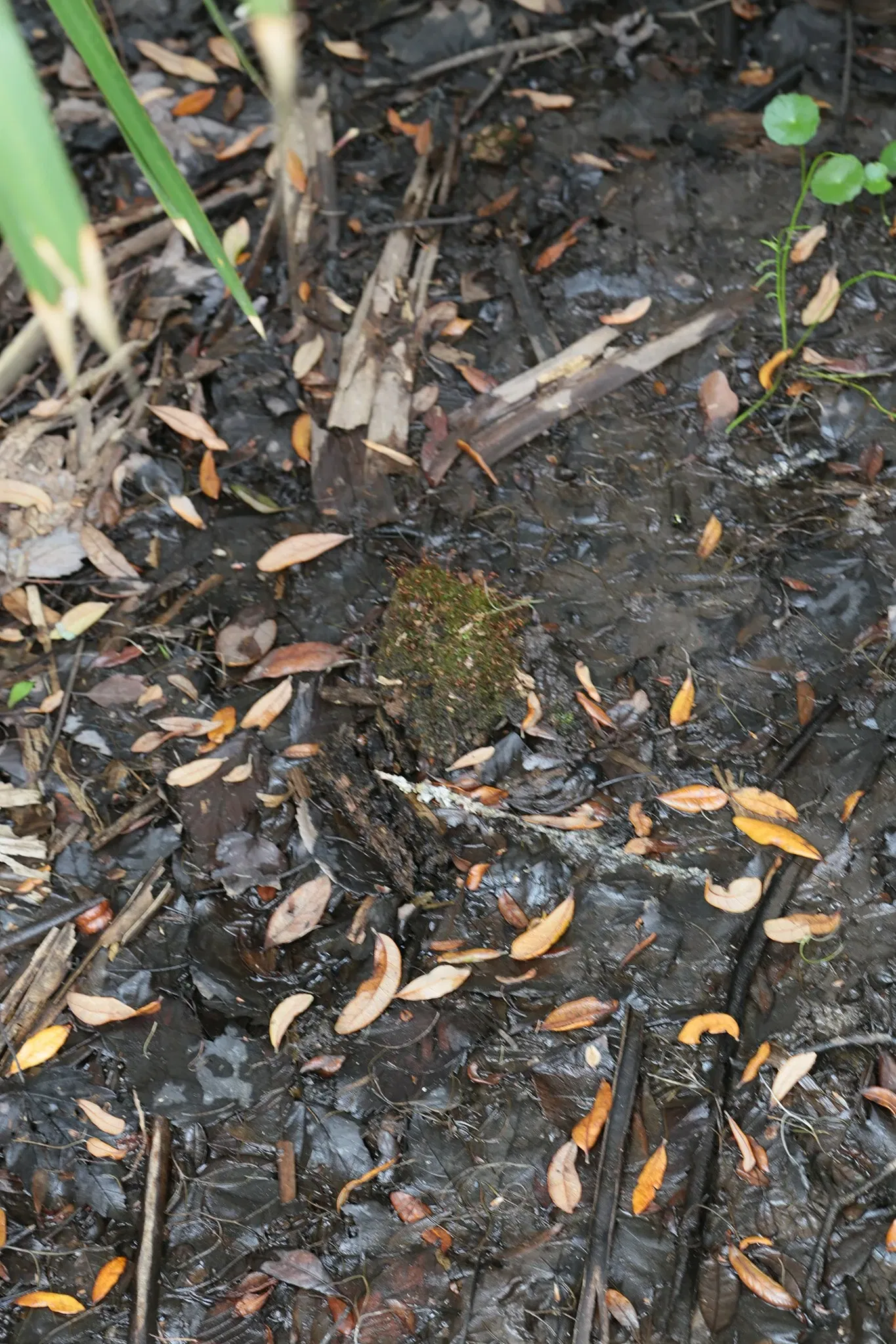 Jean Lafitte National Historical Park and Preserve