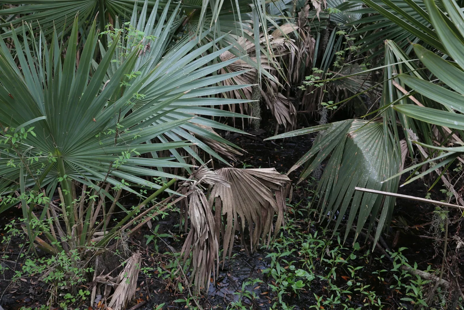 Jean Lafitte National Historical Park and Preserve