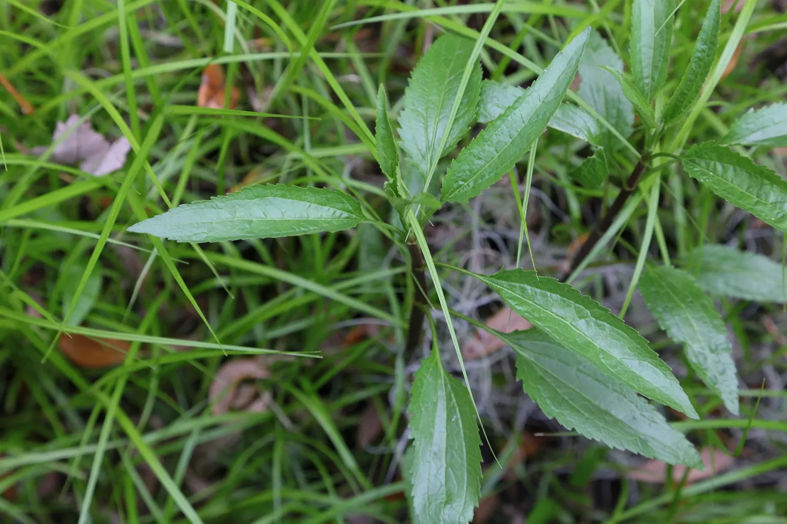 Jean Lafitte National Historical Park and Preserve