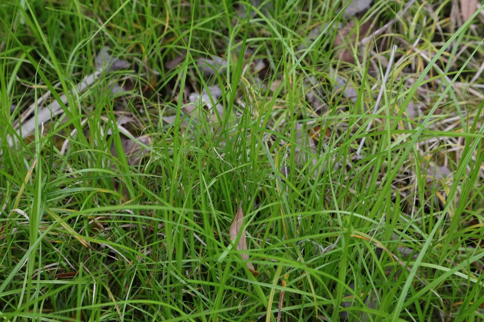 Jean Lafitte National Historical Park and Preserve