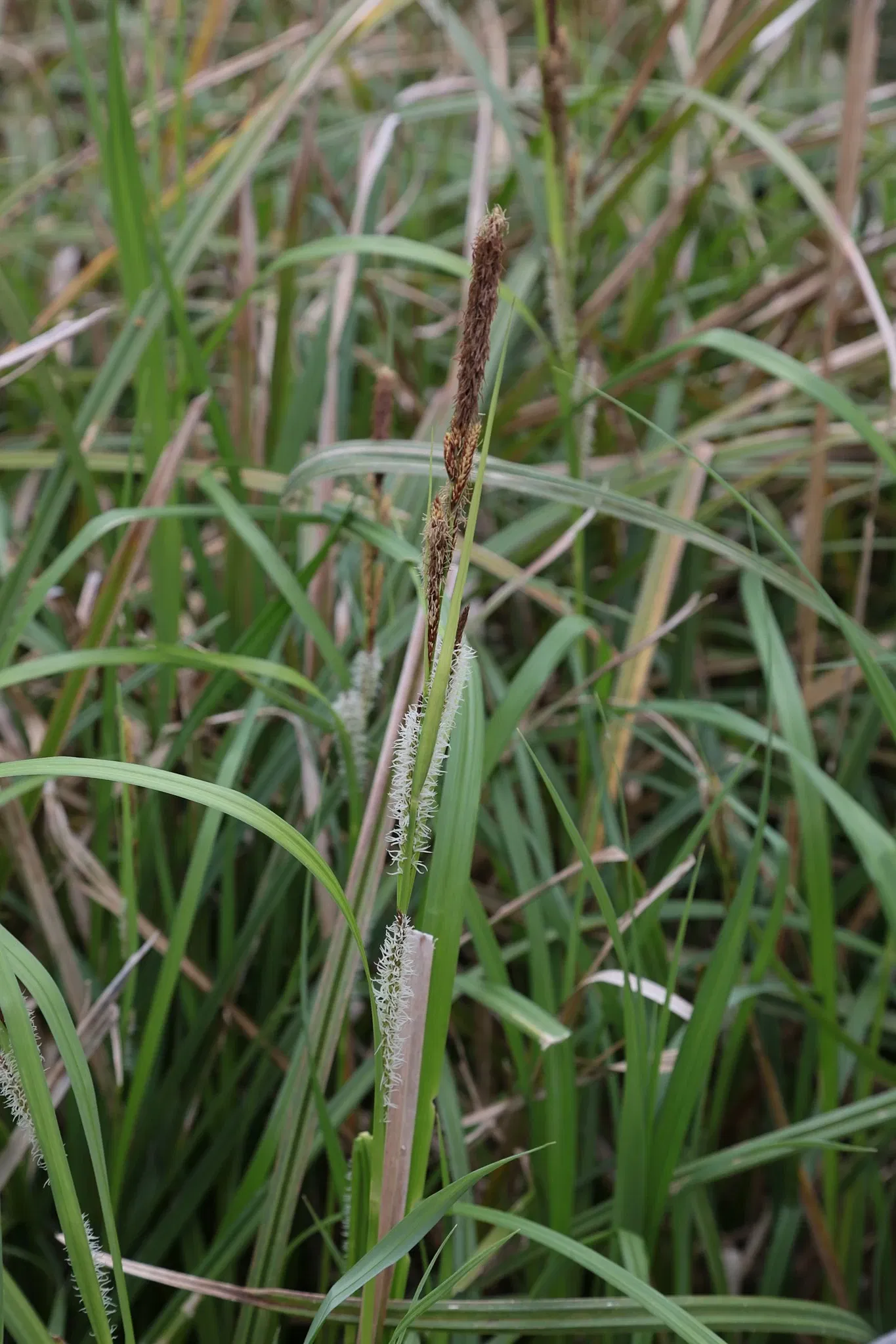 Parc historique national et réserve Jean Lafitte