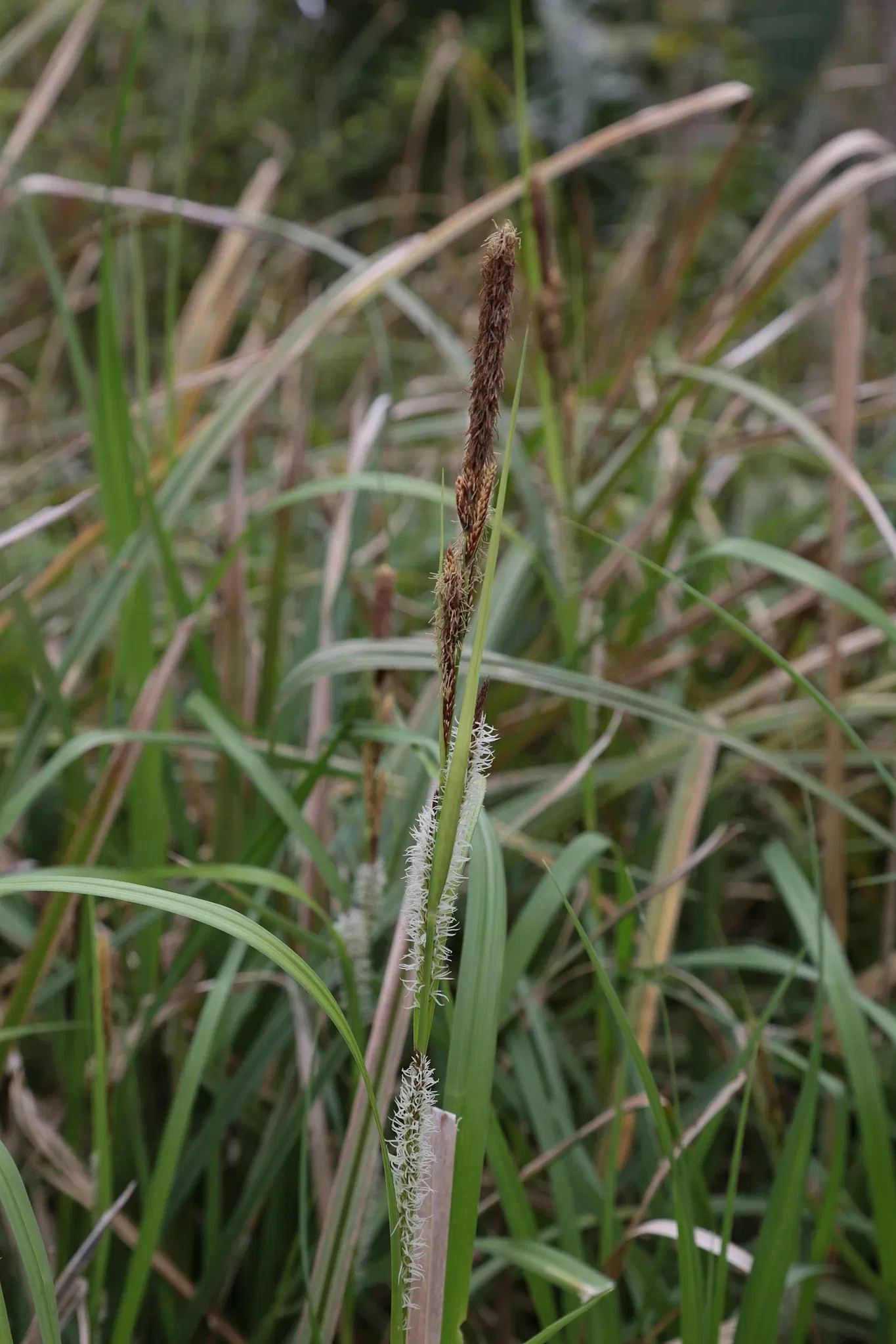 Parc historique national et réserve Jean Lafitte