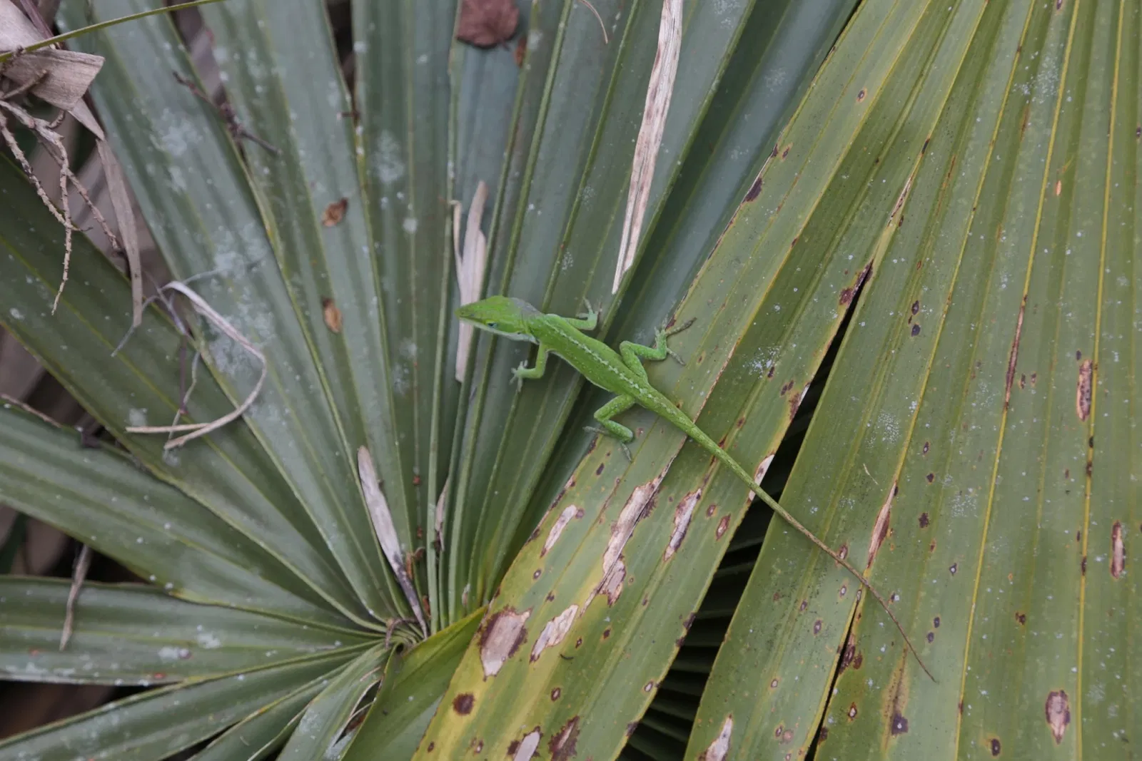 Jean Lafitte National Historical Park and Preserve