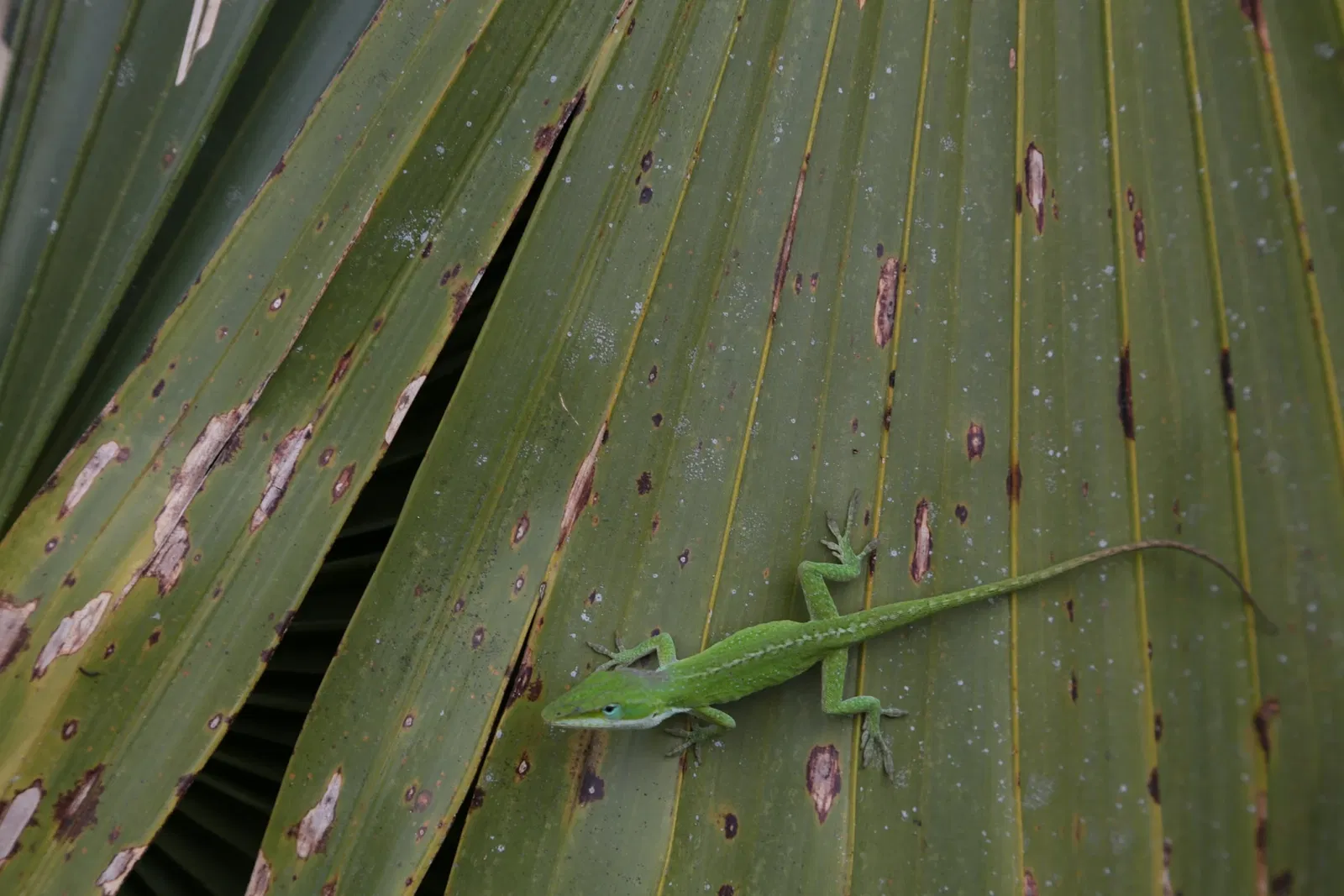 Jean Lafitte National Historical Park and Preserve