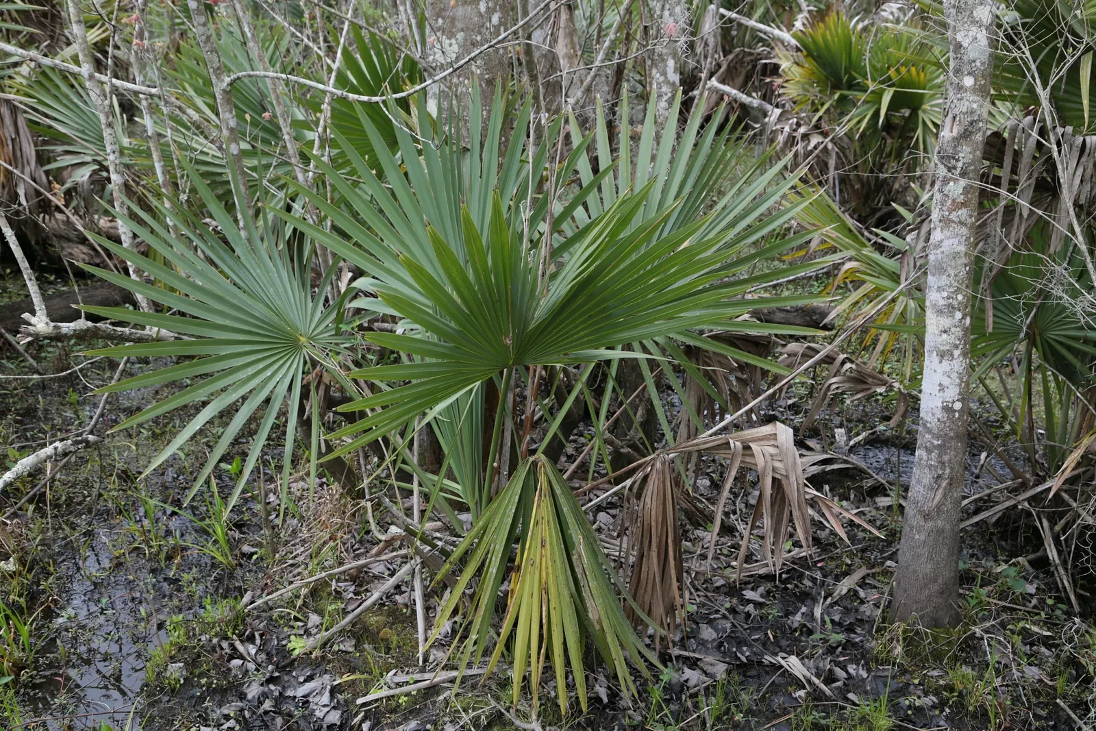 Jean Lafitte National Historical Park and Preserve